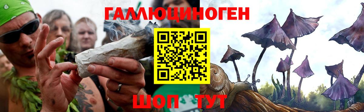 Псилоцибиновые грибы Psilocybe Лиски